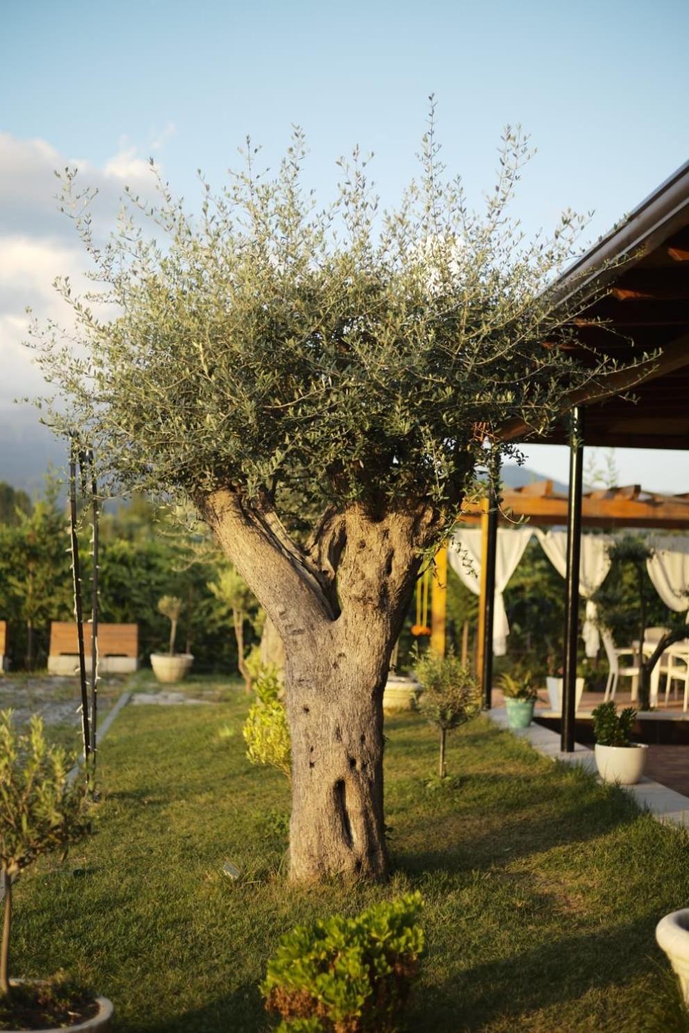 Natyra E Ishullit - Hotel, Ristorant, Camping - Lezhe, Shengjin, Ishull Shengjin Lezhe, Shengjin, Lezhe Ishull-Shëngjini Εξωτερικό φωτογραφία